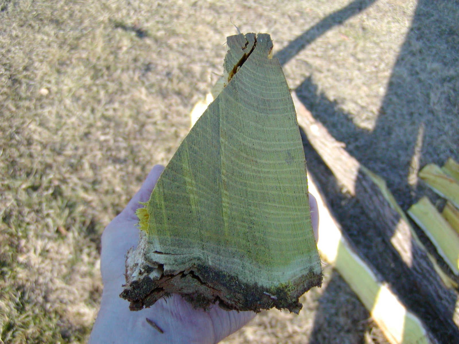 osage orange stave end – Build Your Own Bow